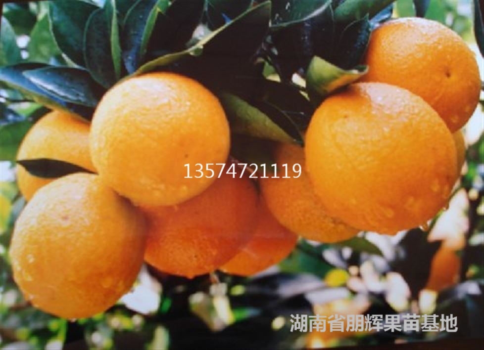 【湖南果苗批发优质橘子树苗 埃及糖橙 超甜丰