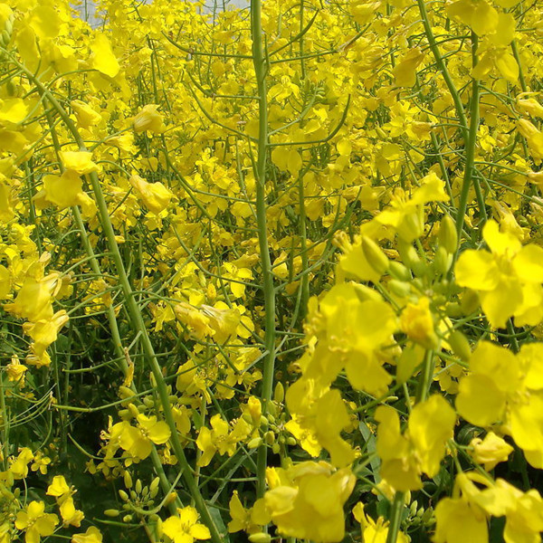 大量供应秋播油菜种子榨油型油菜籽批发价格油菜花籽