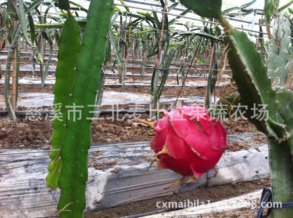 【优质台湾红龙果 红皮红肉火龙果 慈溪农场】