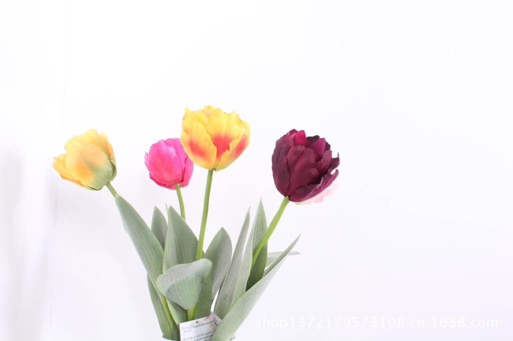 小号鹦鹉郁金香5(Tulip)SJB1398