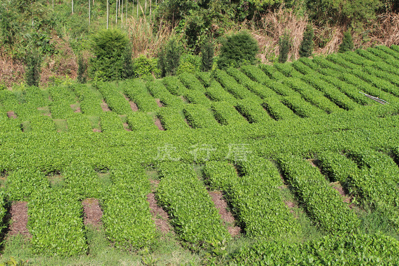 其他茶叶-本山毛蟹铁观音茶叶 一斤22元 净茶