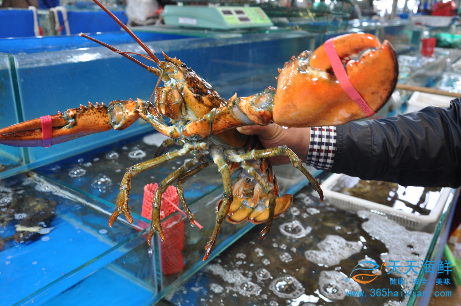 【天天海鲜】波士顿深海大龙虾约1000/只 青岛海鲜 批发