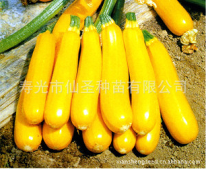 【香蕉西葫芦】香蕉西葫芦价格\/图片_香蕉西葫