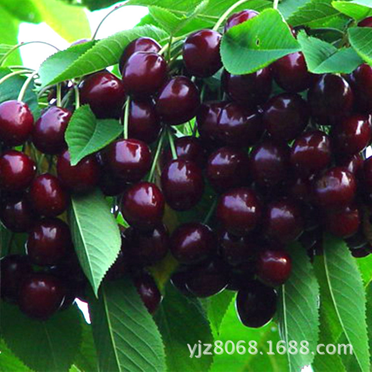 【正品 紫樱桃批发 优质产品自产樱桃 新鲜水果