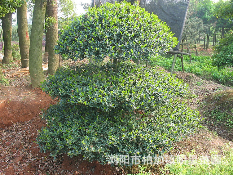 【明星苗圃批发勾骨 价格实惠 规格齐全 欢迎来