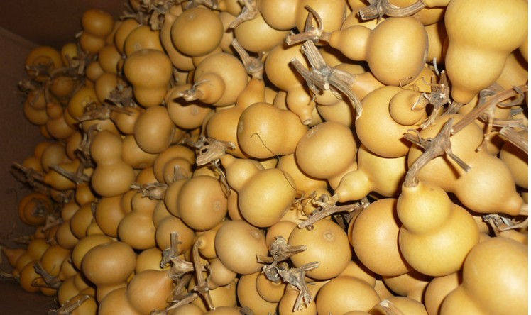 批发美国葫芦 旅游区工艺品 佛教工艺品 民间葫