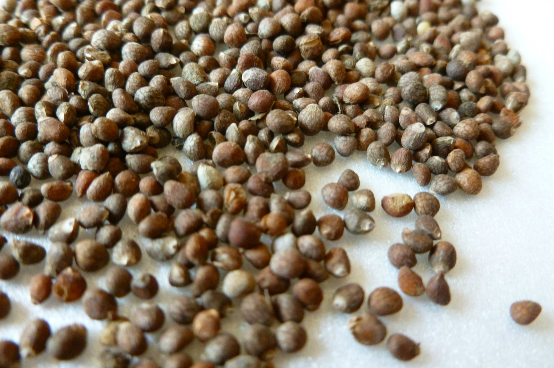 【紫苏籽 苏子 苏籽 紫苏籽油 紫苏籽批发 有机紫苏籽 西北紫苏籽】价格,厂家,图片,其他作物及副产品,天津豆豆缘农产品有限公司-马可波罗网