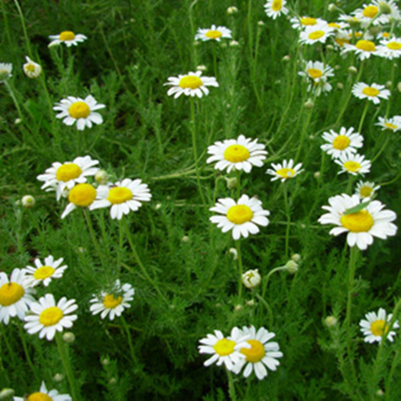 【批发新疆伊犁优质罗马洋甘菊 天然洋甘菊花