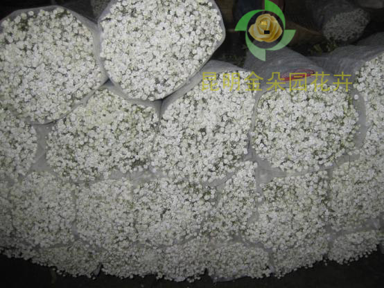 昆明鲜花批发 玫瑰 百合 康乃馨 非洲菊 中国最