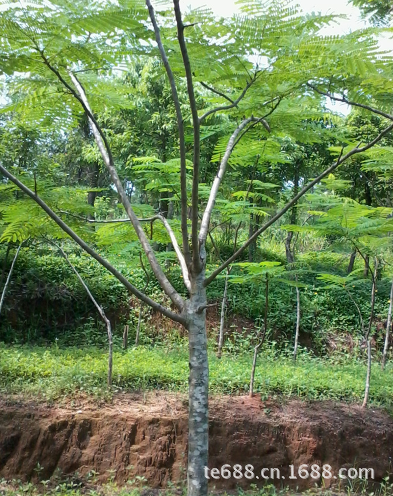 凤凰木,地苗,假植苗,胸径25-30cm,深圳,河源基地出售