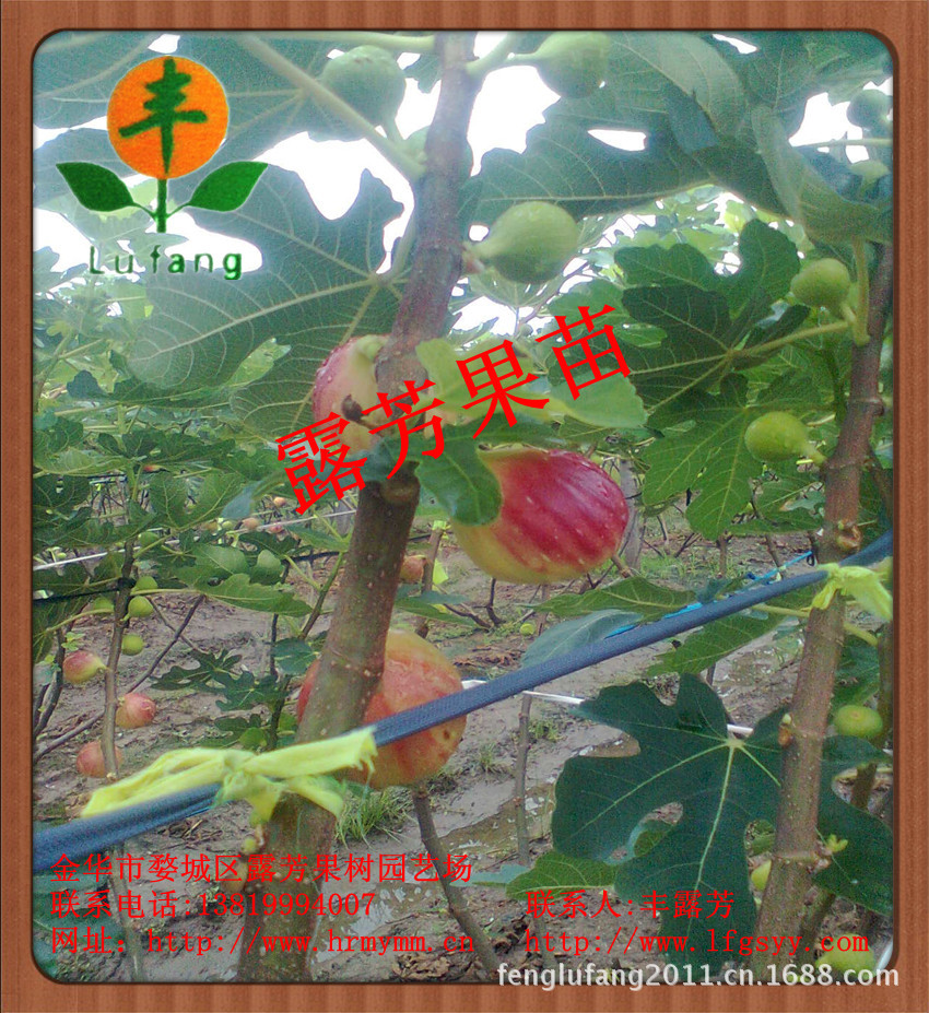 麦斯依陶芬无花果