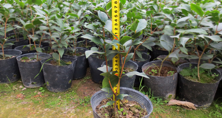 种苗、种子、种球-五彩赤丹 名贵品种 茶花精品