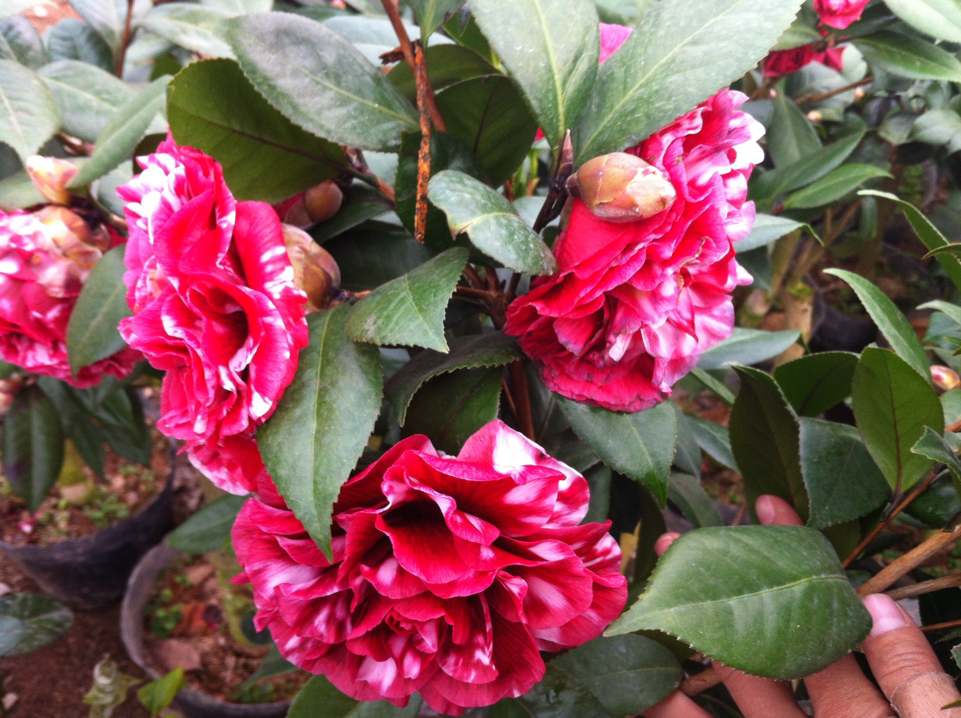 花卉精品 奇异茶花 红叶贝拉茶花 紫叶贝拉 批发图片