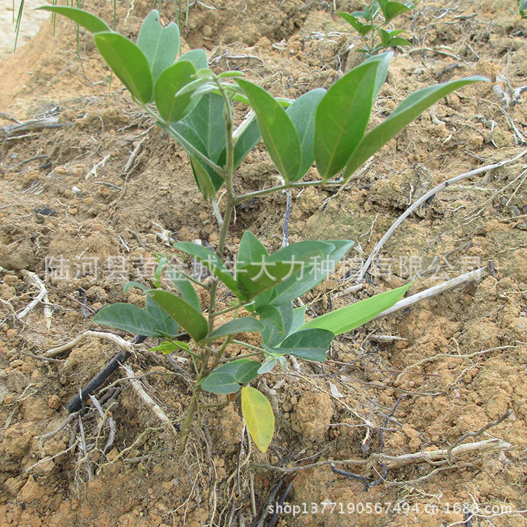 莲藕-采购30万斤脱毒优质莲藕种--阿里巴巴采