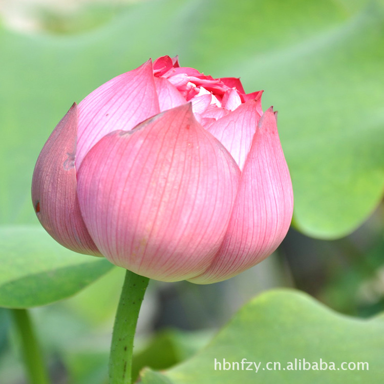 荷花,又名莲花,水芙蓉等,属睡莲科多年生水生草本花卉.