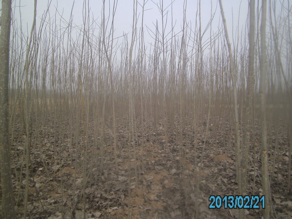 杨树苗最新价格   单县鑫林苗木种植专业合作社有两大基地,基地一在