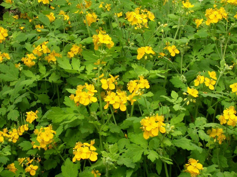 厂家供应观赏植物信誉保证量大从优白屈菜