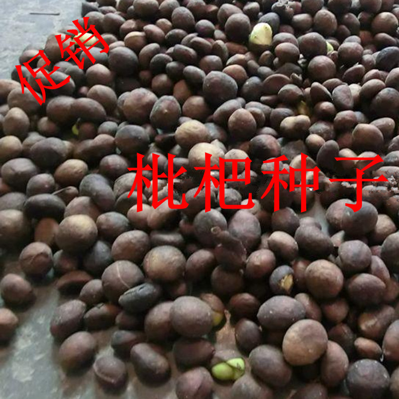 枇杷种子