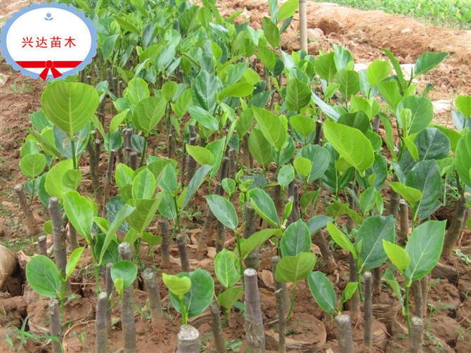 达果苗基地特供-优质高产马来西亚1号菠萝蜜嫁