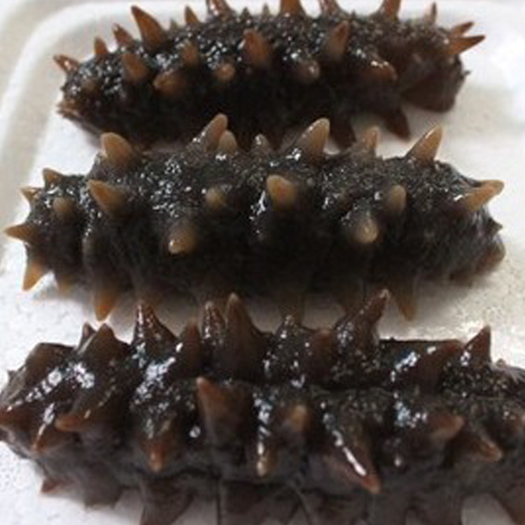 【即食海参 高压海参刺参 威海野生 比海参干货
