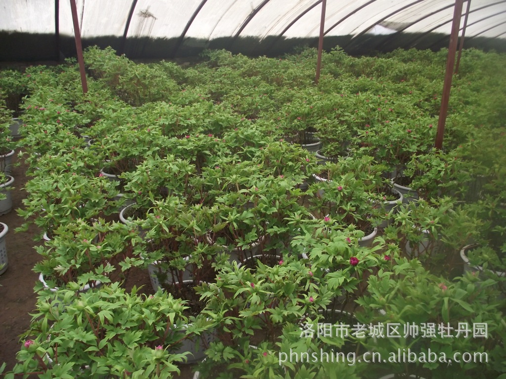 批发销售牡丹宫品牌花卉洛阳牡丹反季节生产盆栽春节催花苗木