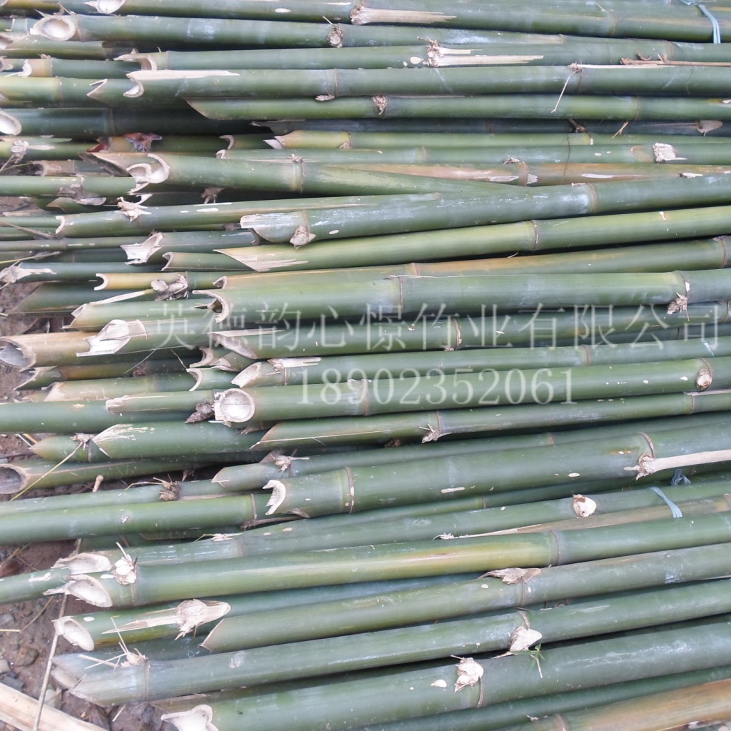 排栅竹建筑脚手架竹子5-7米广东竹子产地大量直销