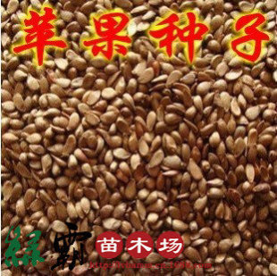 种苗、种子、种球-果树种子批发售优质苹果种