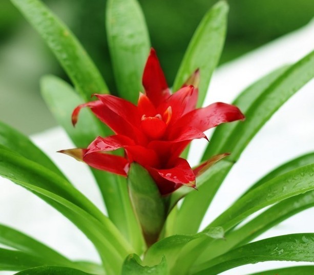 小红星绿植 千禧星凤梨 室内花卉小盆栽 水培植物 办公室盆景