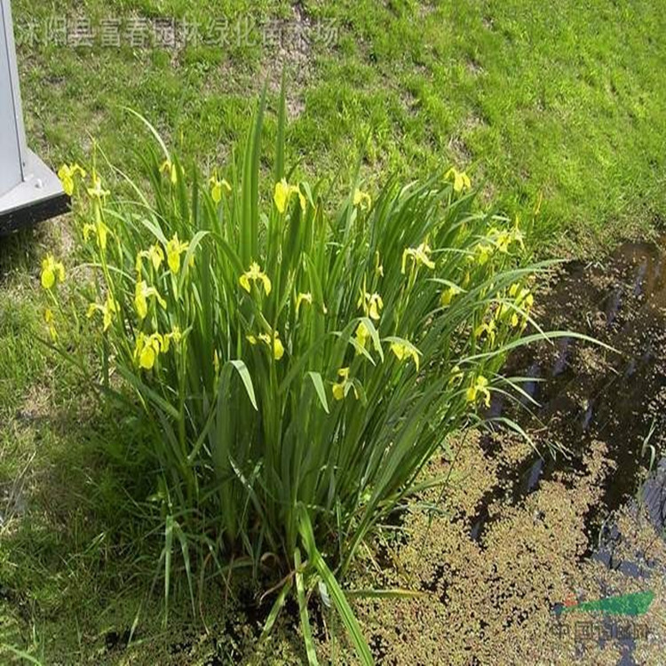 供应水生植物-日本花菖蒲,又名 黄花鸢尾,水生鸢尾