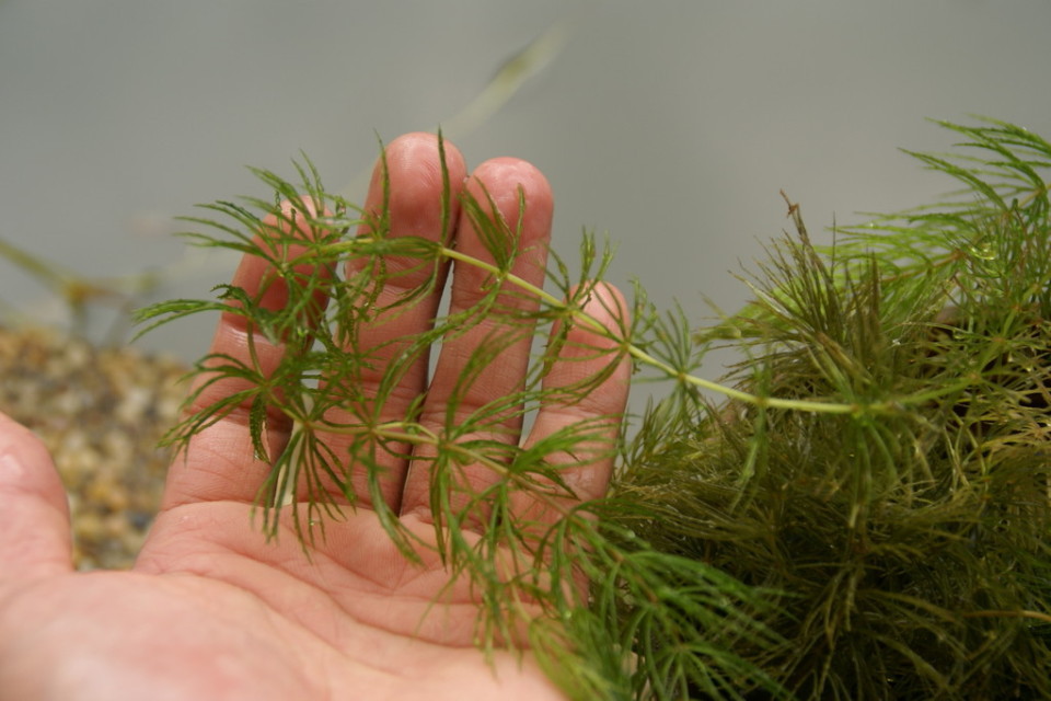 供应水生植物 金鱼藻 水体绿化植物批发