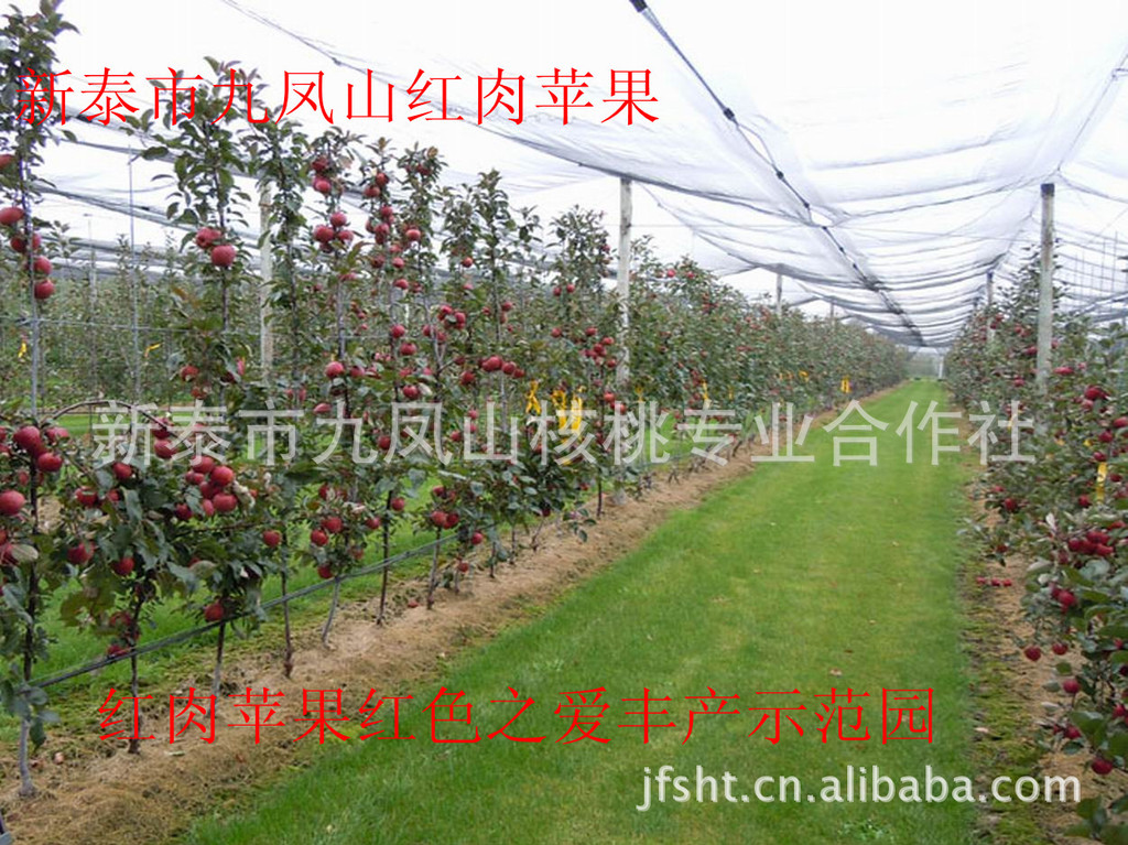 果树-供应红肉苹果树苗,番茄红肉苹果树苗,红色