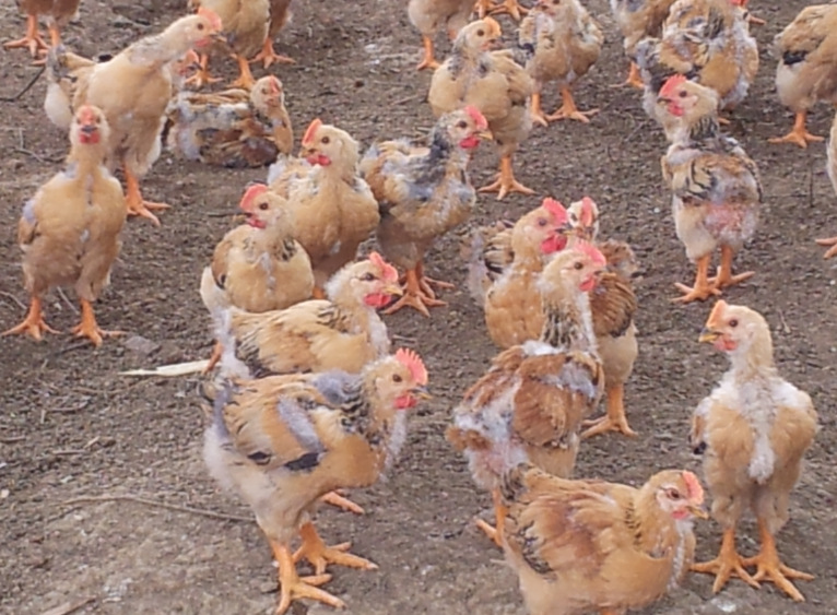 QQ截图20131020000353