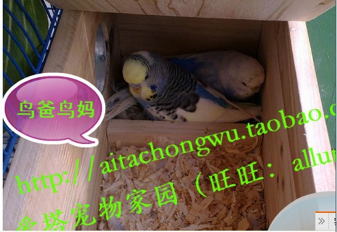 【牡丹鸟窝玄凤虎皮繁殖箱表情】鹦鹉包v牡丹搞笑图片qq图片