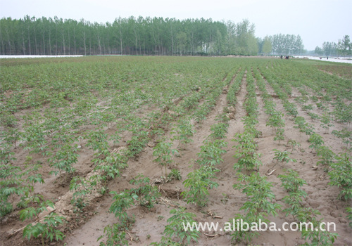 北方油用基地种植,油用牡丹牡丹在甘肃中川牡龙井茶叶罐图片