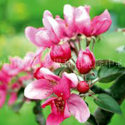 【瑞士红肉苹果【Redlove红色之爱】种苗火热