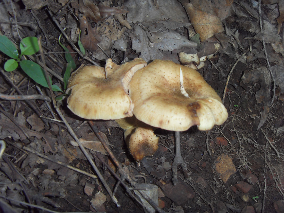 【大兴安岭【野生榛蘑】 有机食品 2013年新鲜