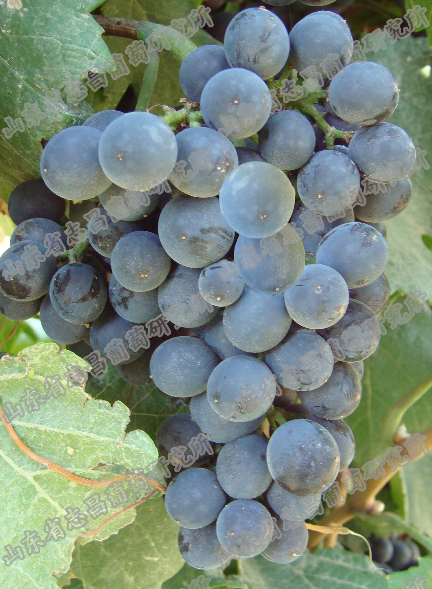 供应批发梅鹿辄美乐抗性砧木5BBSO4嫁接苗自