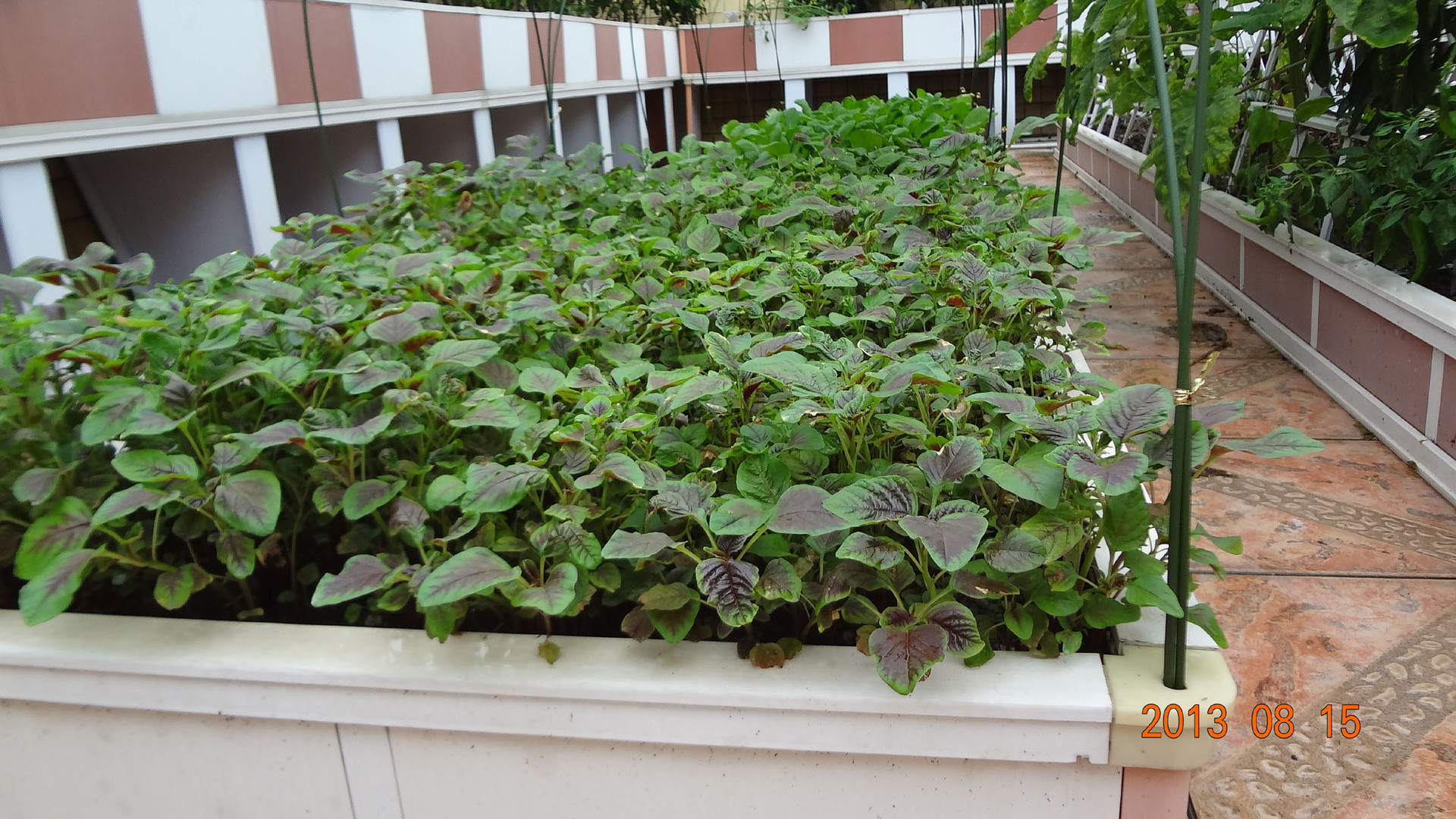 阳台种菜 屋顶种菜 致富种植箱图片_10