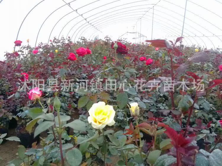 【正宗嫁接品种月季、大花月季、 阳台办公盆