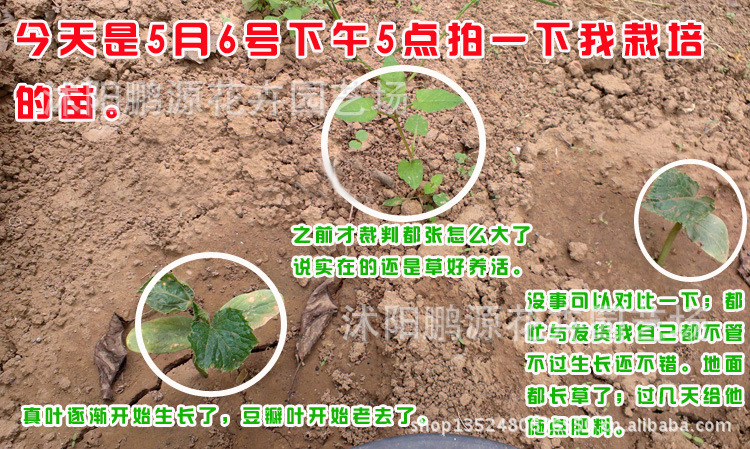 蔬菜种子、种苗-特价蔬菜苗 番茄苗 红<em>圣女果</em>苗