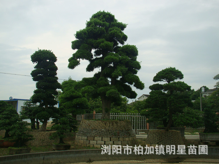 浏阳明星苗圃优质香樟树供应 价格优 树形好图