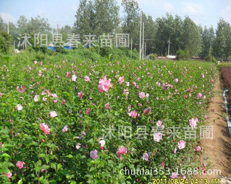 【基地直销优质园林景观灌木 木槿 木槿花苗 规