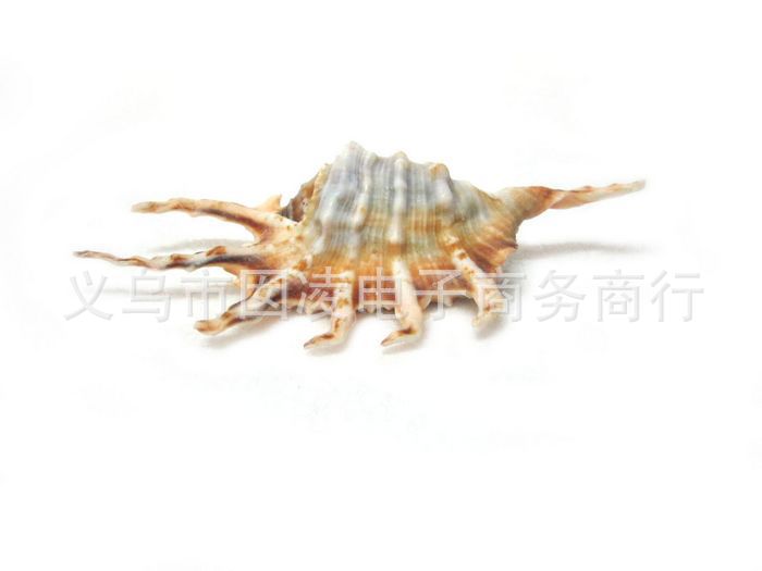 蝎子螺天然海螺贝壳批发\/收藏佳品\/送礼\/家居摆