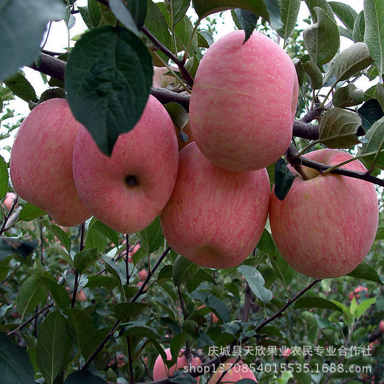 【最大的苹果产地苹果最好庆阳苹果红富士苹果