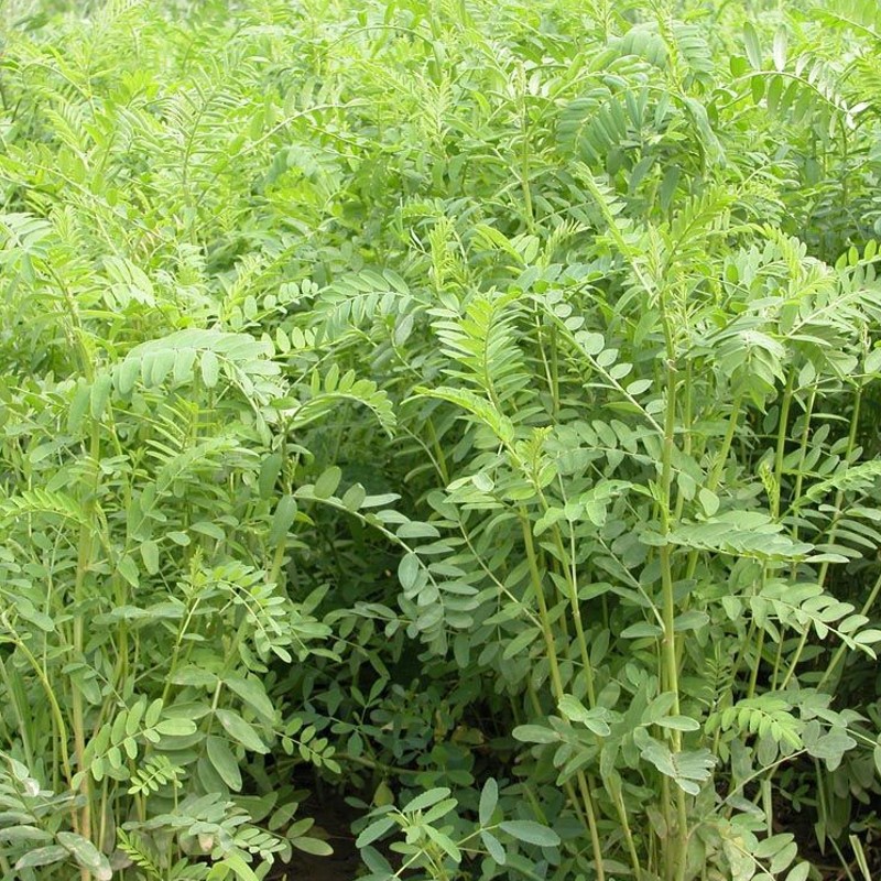 批发优质高产牧草绿肥【沙打旺种子】适应性广耐盐碱干旱耐低温