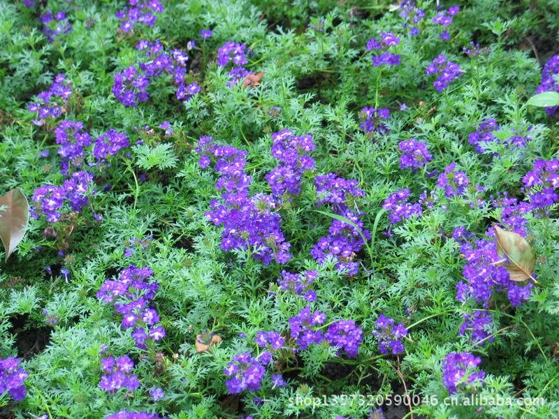 低价出售 美女樱 四季绣球 美人樱 精心培育 颜