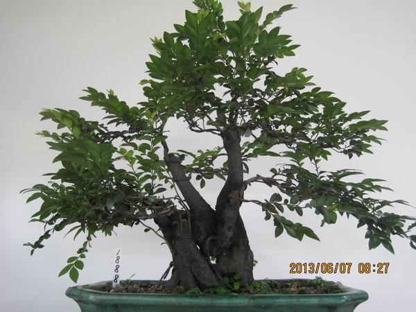 【名贵盆景 盆栽  小叶檀 香 紫檀 树  紫檀 木 实物拍