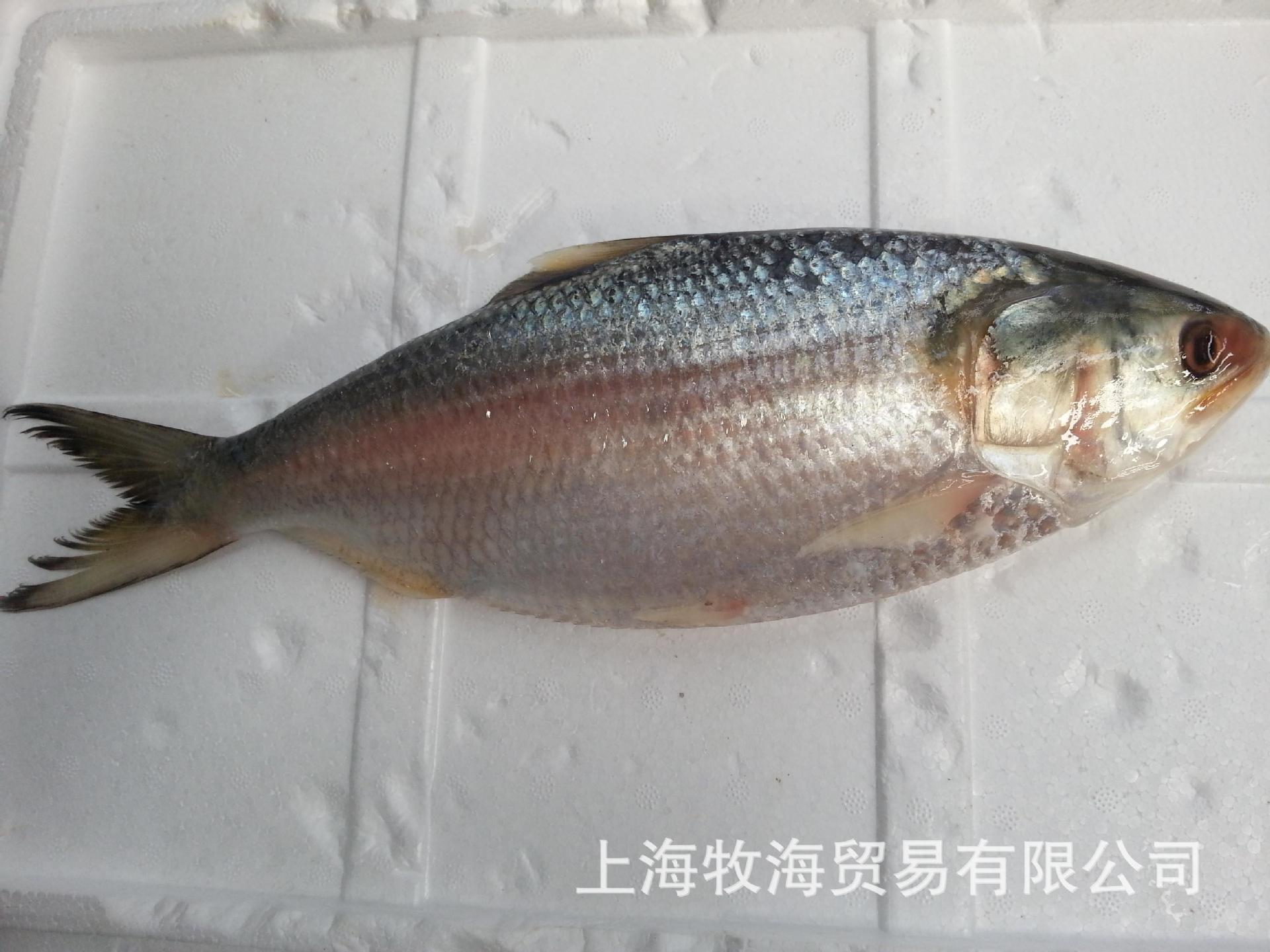 鲥鱼,鲜鱼, 图片_高清大图 - 阿里巴巴