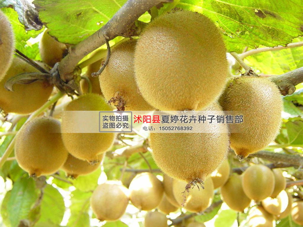 种苗、种子、种球-超级水果之王 猕猴桃种子 果