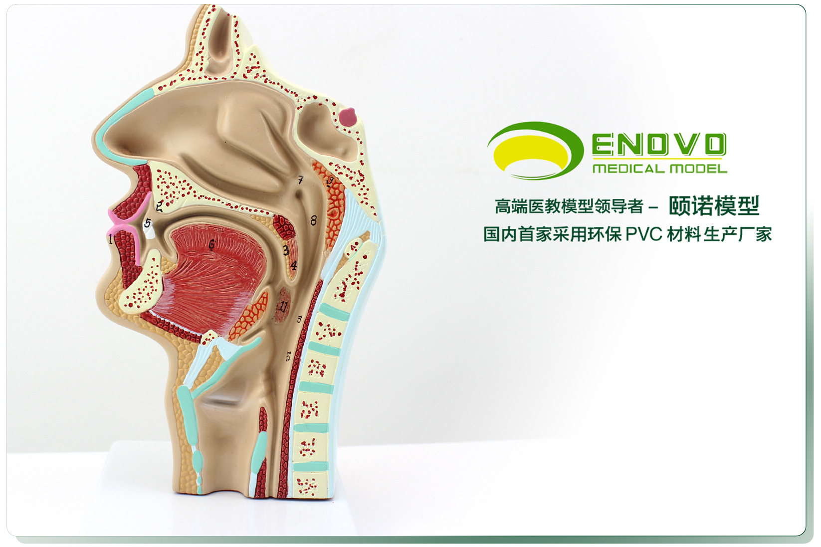 人体鼻腔 口腔 咽喉解剖模型 鼻咽腔 口咽腔 喉咽腔耳鼻喉科模型